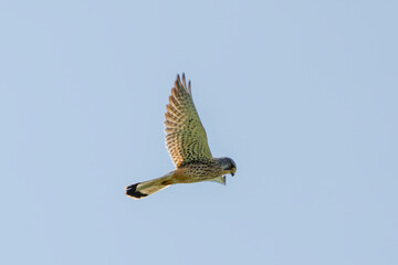 A detailed Kestrel floats against a beautiful blue sky. The bird of prey is on the hunt for prey
