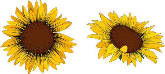 Set of two sunflowers isolated on a white background. Vector illustration.