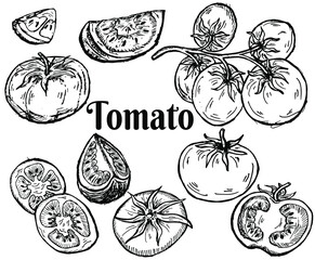 Tomato set: half, slice and whole. Set of vegetables in sketchy style isolated on white background. Doodle hand drawn vegetables in black and white. Vector illustration