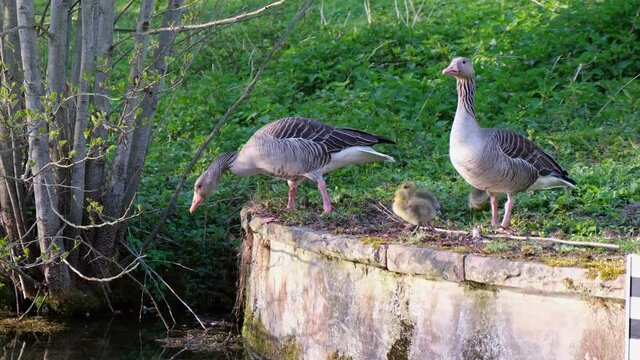 A beautiful Greylag goose on a stone with his family trying to jump into the water