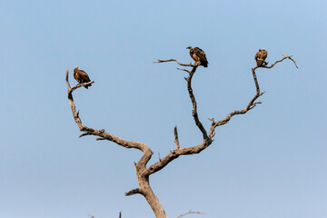 wild vultures on a tree trunk in Botswana, Africa