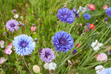 Centaurea cyanus