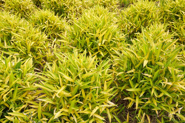 Pleioblastus viridistriatus