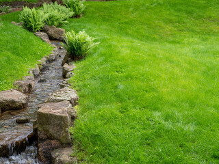 green fern by the stream