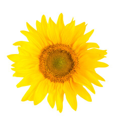 Yellow sunflower