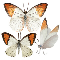 Hand drawn set of beautiful colorful white and orange butterflies on a white background. Perfect for invitations, greeting cards or textile