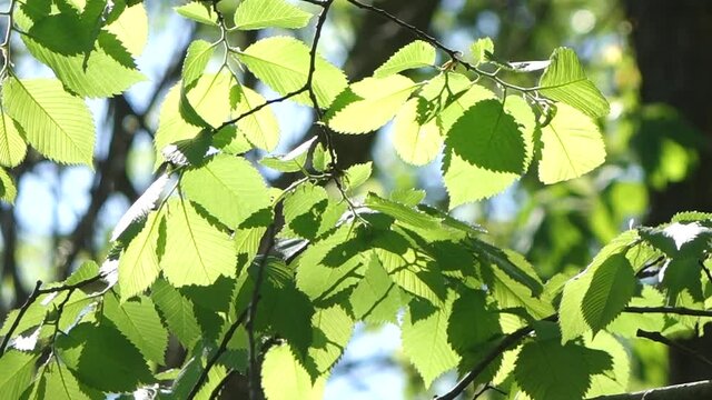 An HD footage of Elm tree leaves gently blowing in the breeze in woods in Missouri