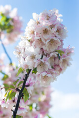 Pink decorative apple tree flowers