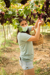 Women farmers harvest grapes in vineyards