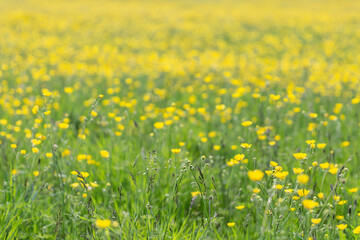 An Abundance of Buttercups in a Meadow in Sussex