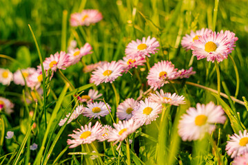 Wild chamomile flowers and green grass close up. Spring blooming meadow with flowers.