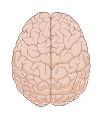 Human brain top view. Medical infographic illustration.  