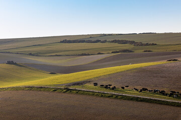 Looking out over fields in the South Downs on a sunny evening