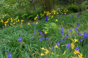flowerbed with blue and yellow Iris flowers, Westpark Munich