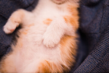 close-up of the fluffy paw of a red kitten