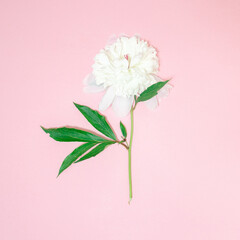 White flower on pink background.Flatlay. Minimal concept.