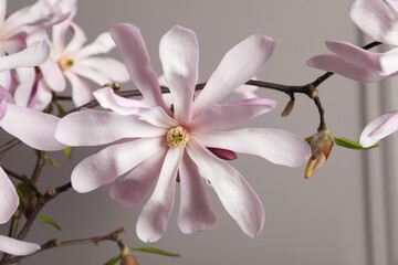 Naklejka premium Magnolia tree branches with beautiful flowers on grey background, closeup
