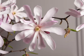 Foto op Canvas Magnolia tree branches with beautiful flowers on grey background, closeup © New Africa