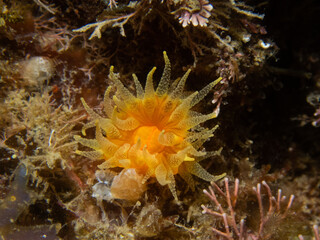 Sunset cup coral