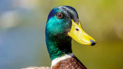 Mallard duck close up