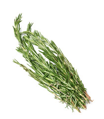 fresh sprig of rosemary with green leaves isolated on white background, fragrant seasoning