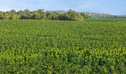 huge field of blooming sunflowers outside the city in the village 