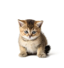 Fototapeta premium Kitten Scottish chinchilla straight sits on a white background