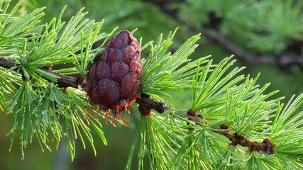 close up of pine cones