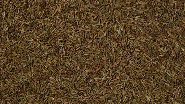 seasoning cumin seeds top view, rotate. 4K UHD video