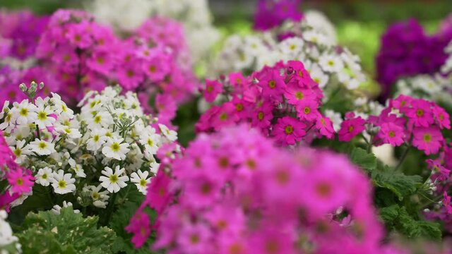 White and pink primroses bloom inside greenhouse, close up slider shot