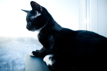 black cat with white paws close up 