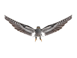 cuckoo flying with spread wings, isolated on white background