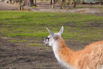 Beautiful llama in the animal park on a sunny day.