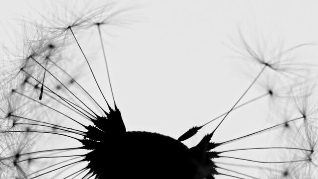 Macro Shot of Dandelion Being Blown in Super Slow Motion, Isolated on White Background. Filmed on high speed cinematic camera at 2000 fps.