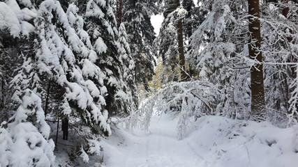 snow-covered village among snow-covered forest close-up 