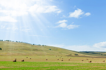 Obraz premium Hay bales harvesting