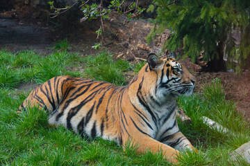 Fototapeta na wymiar A beautiful adult tiger lies on the ground in the park.