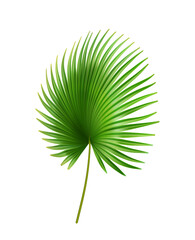 Exotic foliage, palmetto tropical leaves of plant with large size. Isolated bush outdoors decoration of rainforest or jungles. Sabal bermudana flora green vegetation. Realistic 3d cartoon vector - obrazy, fototapety, plakaty