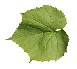 Young grapevine, vine leaf isolated on white background with clipping path