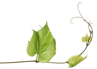 Vine with leaves isolated on white background, clipping path