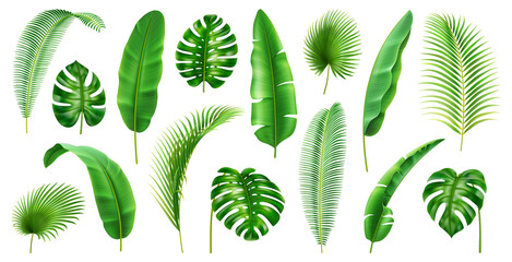 Exotic flora and vegetation of rainforests and jungles, isolated tropical leaves. Set of banana and palmetto, palm and monstera branches. Botany and decoration in realistic 3d cartoon vector © Sensvector