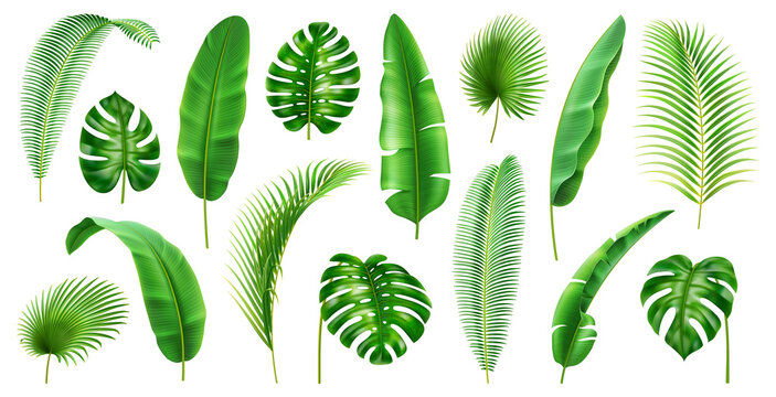 Exotic flora and vegetation of rainforests and jungles, isolated tropical leaves. Set of banana and palmetto, palm and monstera branches. Botany and decoration in realistic 3d cartoon vector