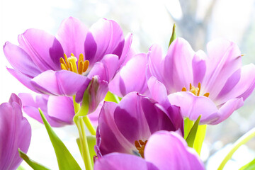 Fototapeta na wymiar Beautiful purple blooming tulips in the garden.