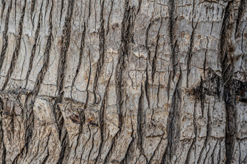 bark of a tree