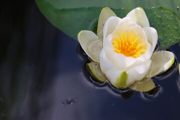 Obraz na płótnie Canvas water lily beauty in spring