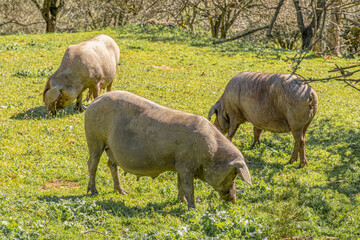 Iberian pigs grazing in the meadow