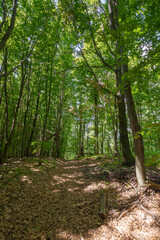 dirt road through beech forest. wonderful scenery of carpathian nature in summer. bright weather, dappled light on the ground