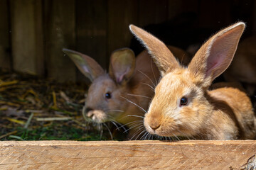 Fototapeta premium Several red-haired breeding rabbits standing in a wooden cage.