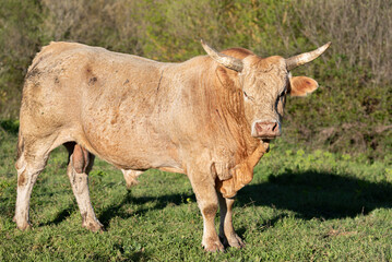 Bull in the meadow looking at the camera.