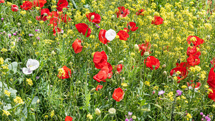 Naklejka premium Poppies in the field moved by the wind